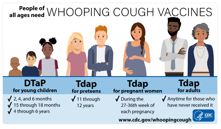 Graphic showing which patients need pertussis vaccine and when